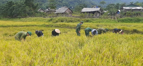 Bộ đội Biên phòng Quảng Bình giúp dân thu hoạch lúa